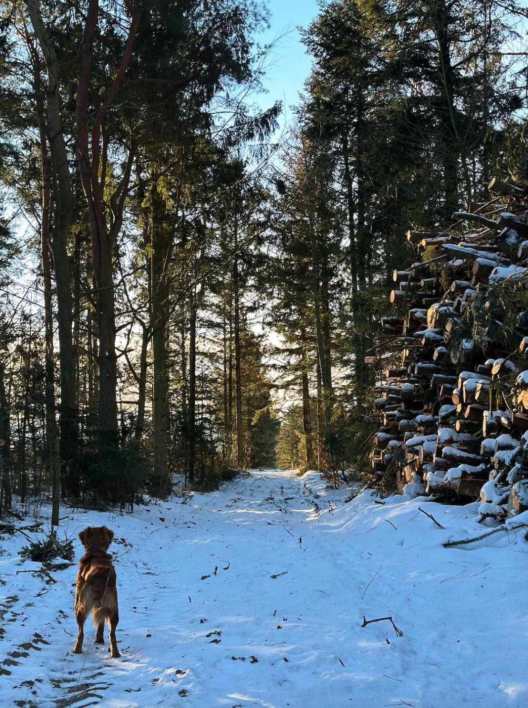 Charmerende Lejlighed Pa Landet Med Privat Skov Bjergby Bagian luar foto